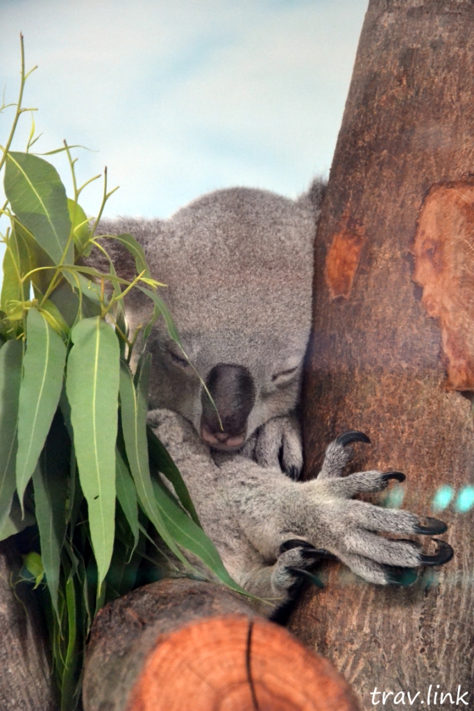 Зоопарк Дусит в Бангкоке: коала