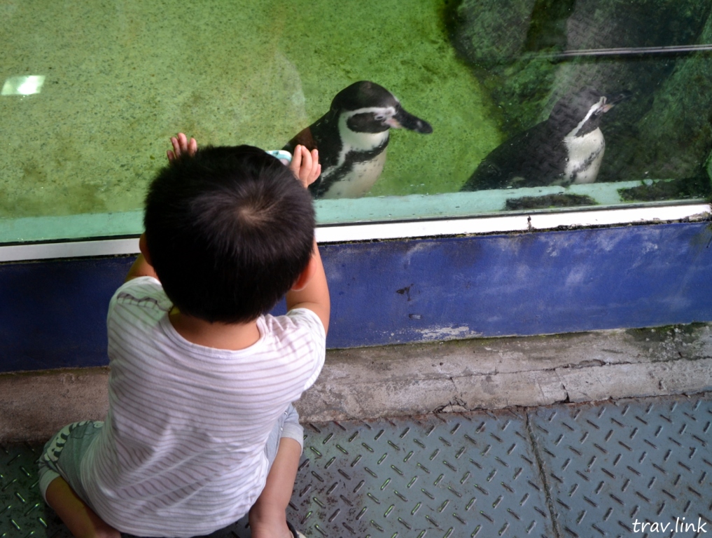 Зоопарк Дусит в Бангкоке: пингвины