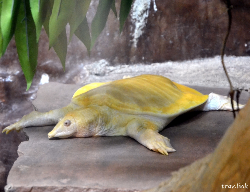 Зоопарк Дусит в Бангкоке: черепаха-альбинос