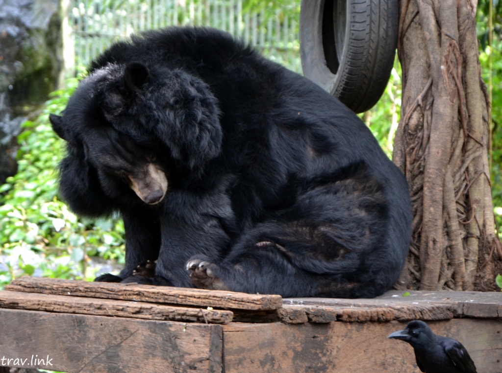Зоопарк Дусит в Бангкоке щекастый медведь