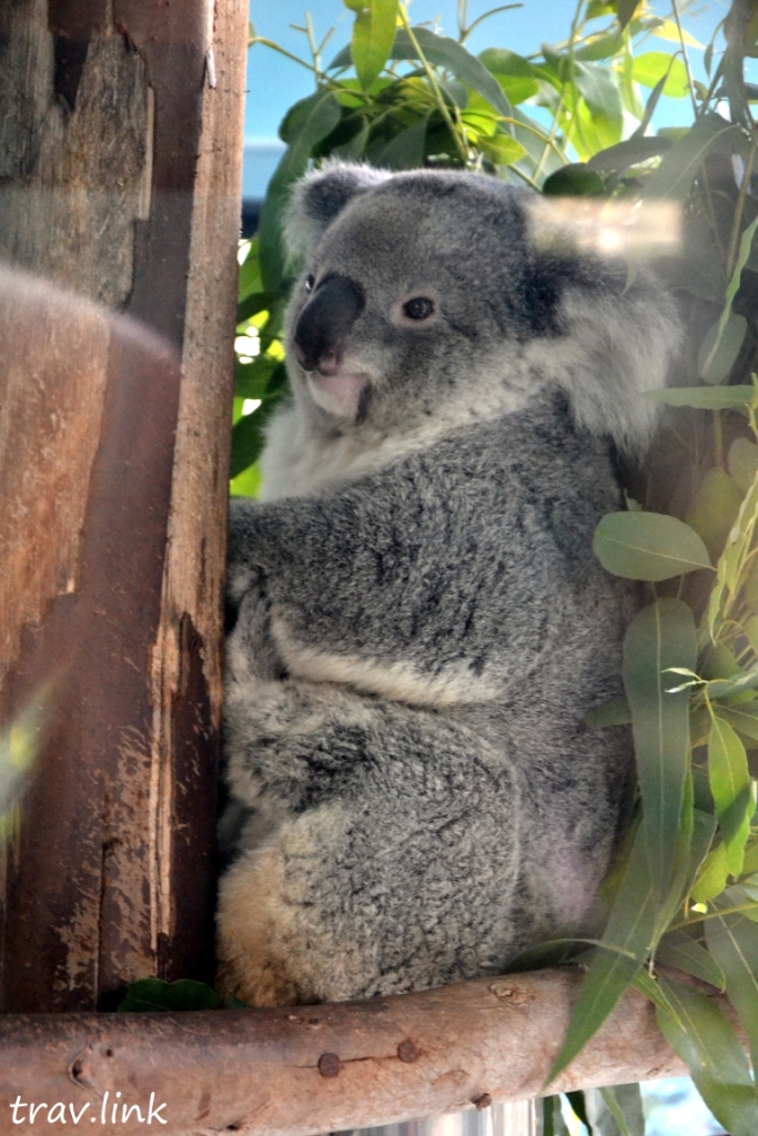 Зоопарк Дусит в Бангкоке: коала