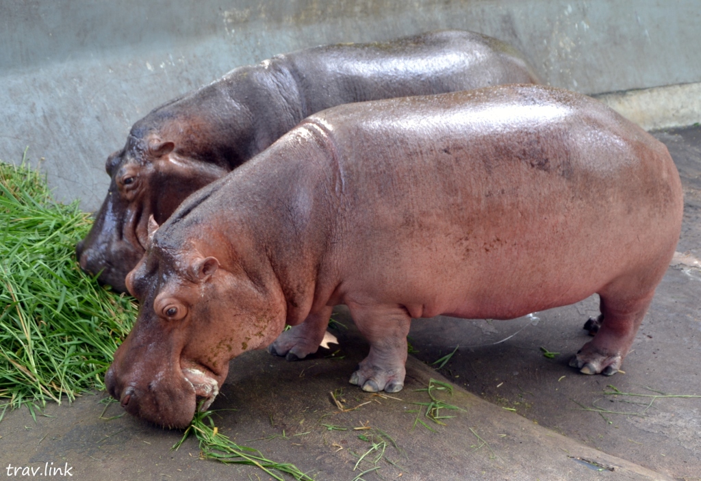 Зоопарк Дусит в Бангкоке: бегемоты